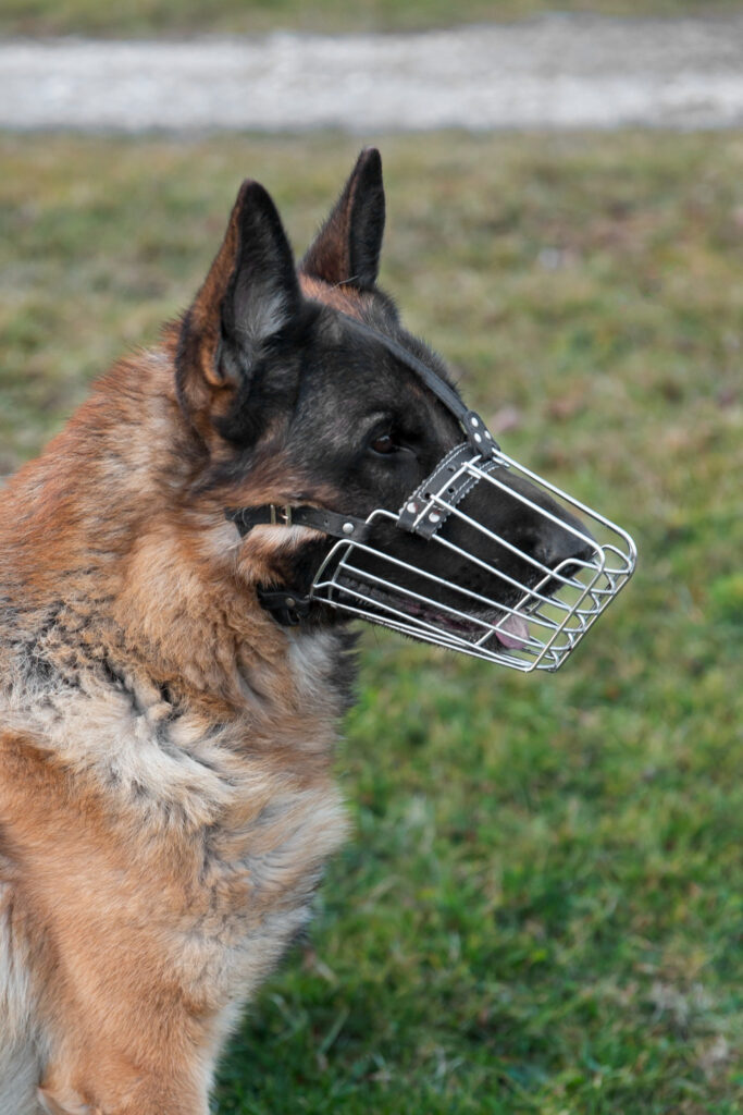 Train Stations Security Service / K9 GUard